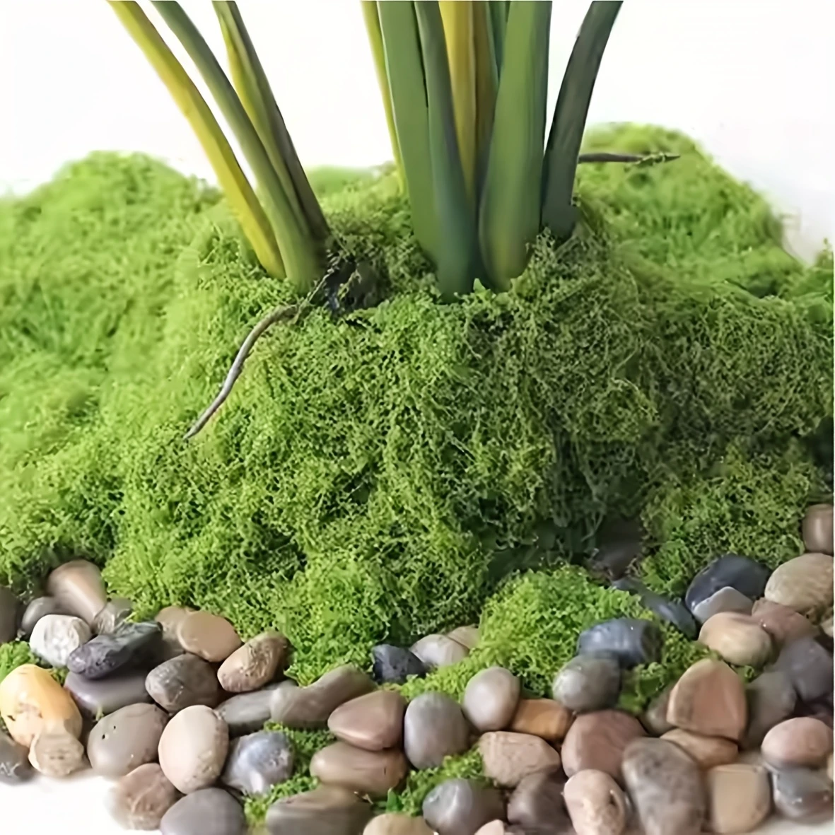 50g Fake Moss DIY Crafts Grass - Sphagnum Moss Dry recensie en prijs