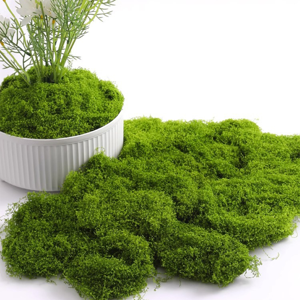 Eternal Life Moss DIY Crafts G - Sphagnum Moss Dry recensie en prijs