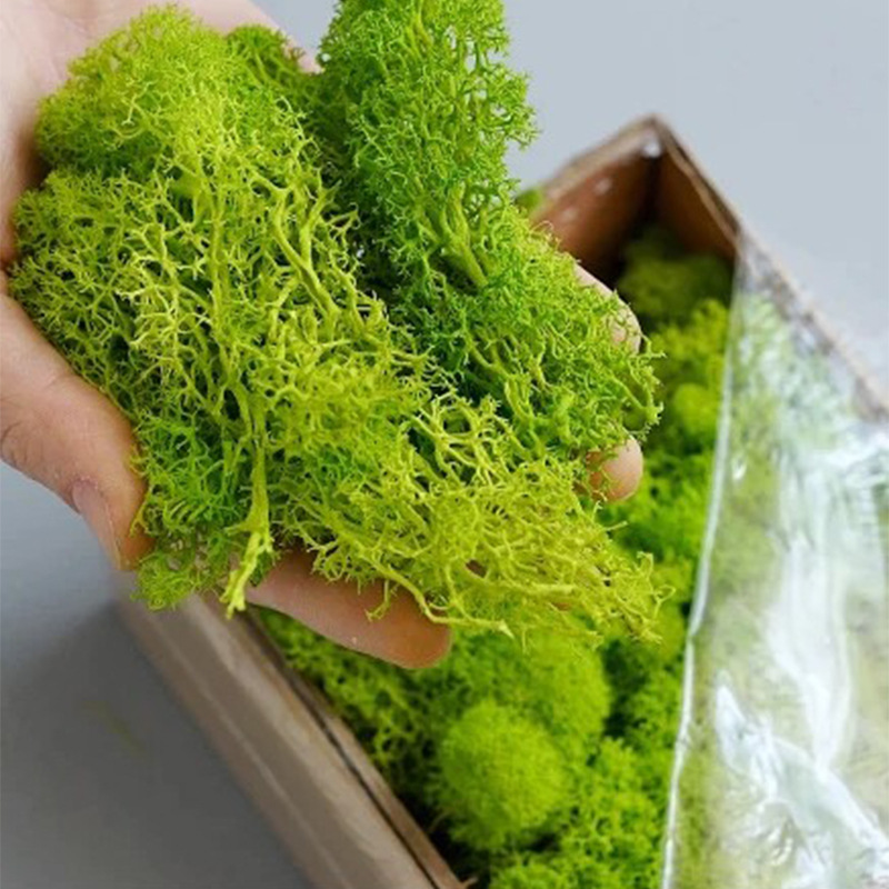 20/40/100g Eternal Life Moss D - Sphagnum Moss Dry recensie en prijs