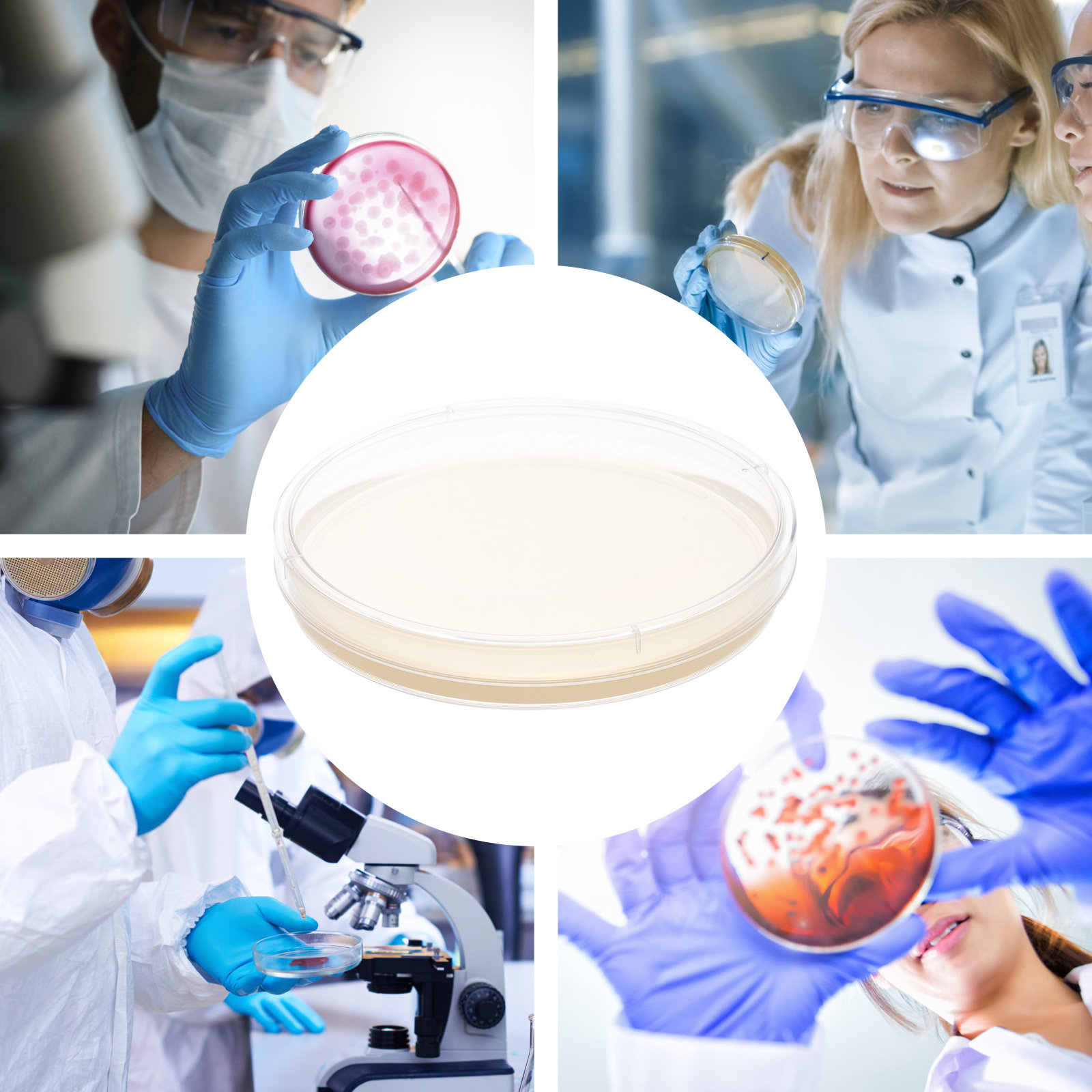 10pcs Nutrient Agar Plates Pre - Agar Tissue Culture recensie en prijs