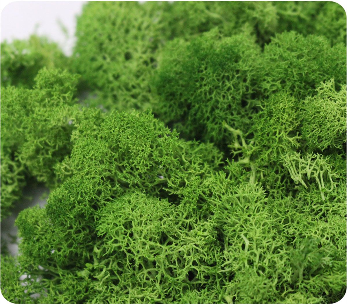 Wedding Accessories Wedding Fl - Sphagnum Moss Dry recensie en prijs