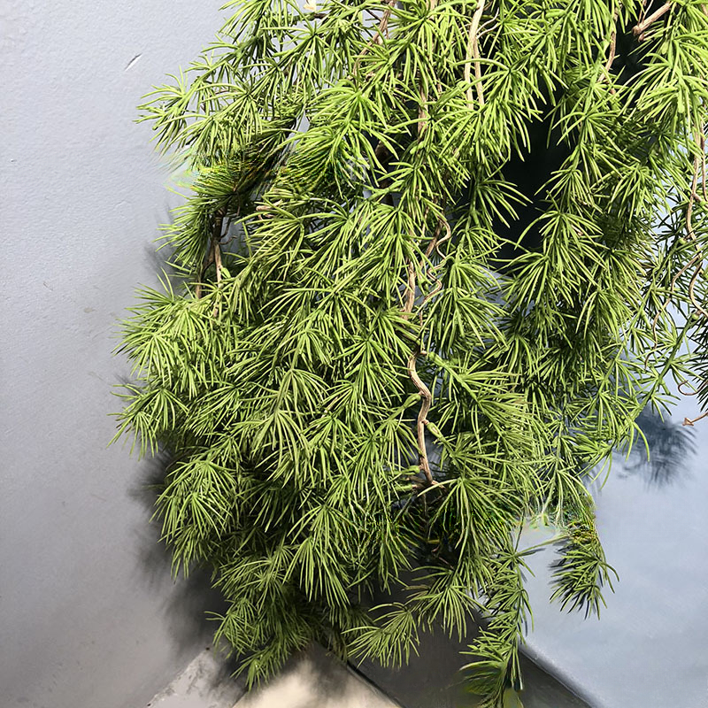 New Pine Needle Vine Wall Hang - Sphagnum Moss Dry recensie en prijs