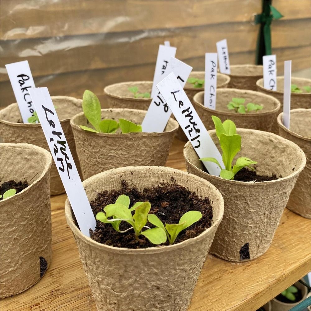 50PCS Biodegradable Plant Star - Peat Pellet Tray recensie en prijs