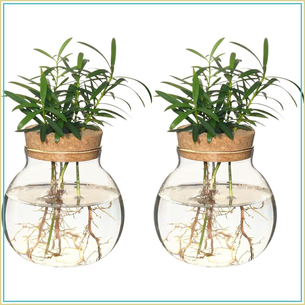 Hydroponic Plant Propagation S - Propagation Station Vase recensie en prijs