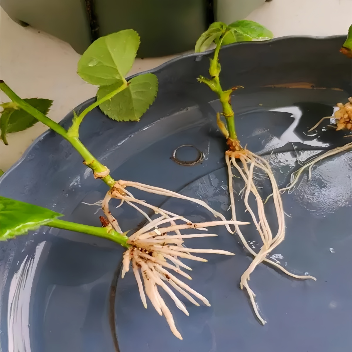 3-indoleacetic Acid IAA Auxina - Rooting Hormone Powder recensie en prijs