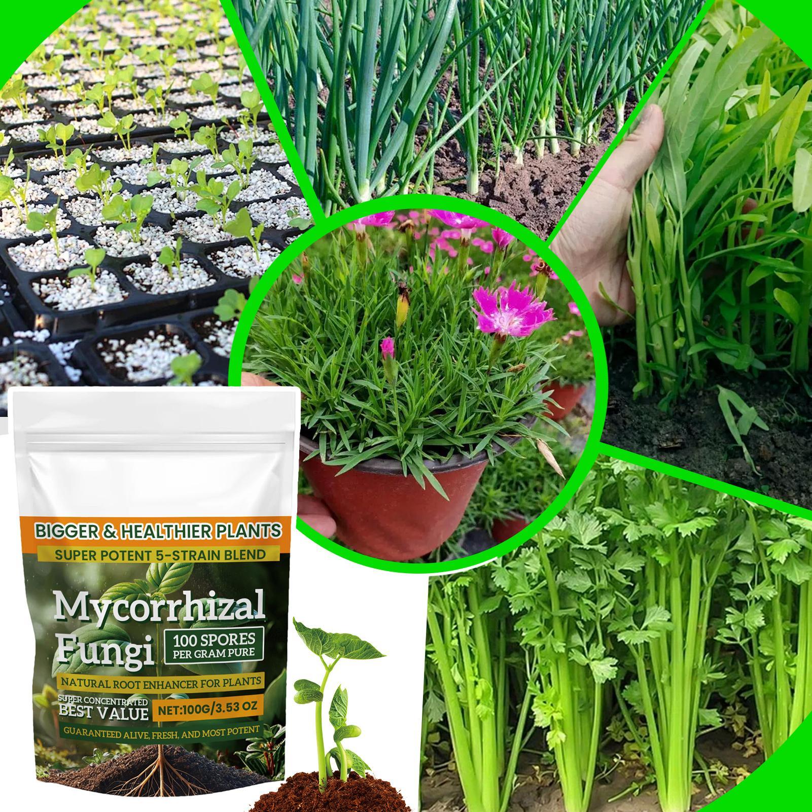 Plant Growth Enhancer Powder 1 - Rooting Hormone Powder recensie en prijs