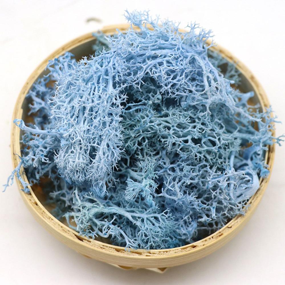 Colorful DIY Home Decor Christ - Sphagnum Moss Dry recensie en prijs