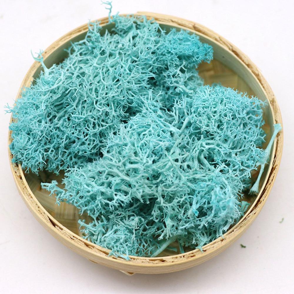 Colorful DIY Home Decor Christ - Sphagnum Moss Dry recensie en prijs